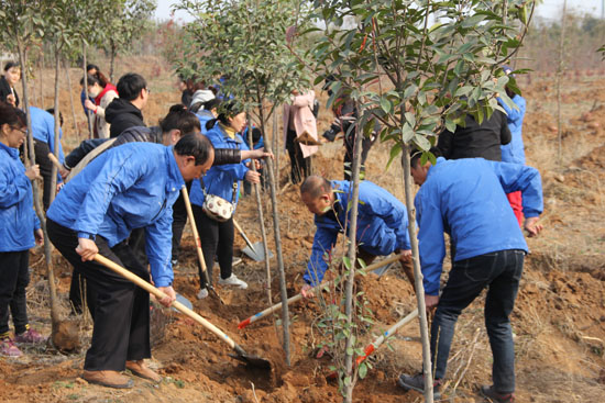 履行植树义务 共建美好家园，公司组织职工开展义务植树活动